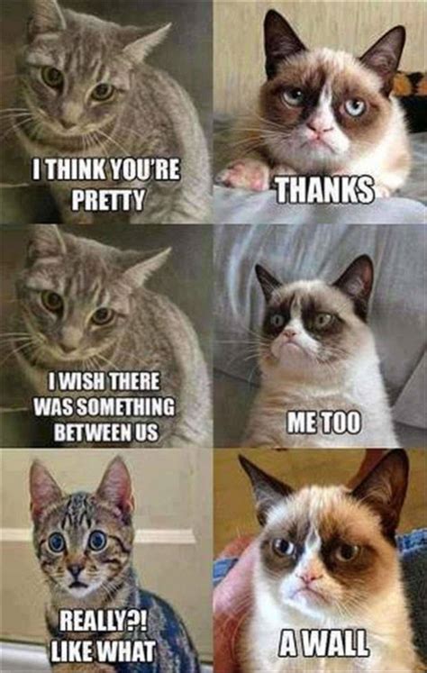 Download Funny Meme Grumpy Cat Wall Wallpaper