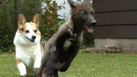 Corgi Puppy Plays With Wolf Puppy Boing Boing
