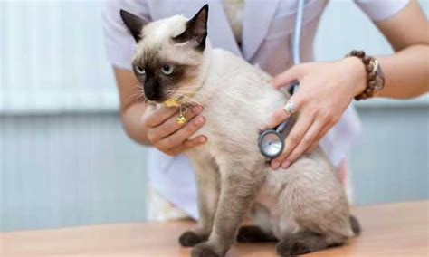 A number of factors play a part in the cost of a siamese. How Much Do Siamese Cats Cost? | ZooAwesome