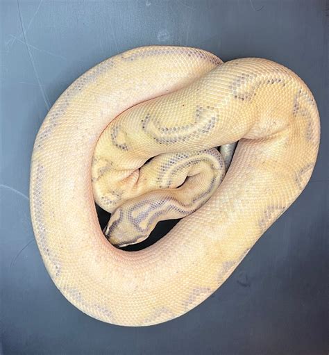 Pastel Highway Ball Python By Volt Reptiles Llc Morphmarket