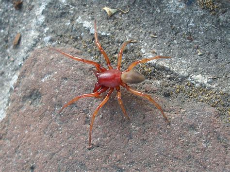 Red Spider Dysdera Crocata Bugguidenet
