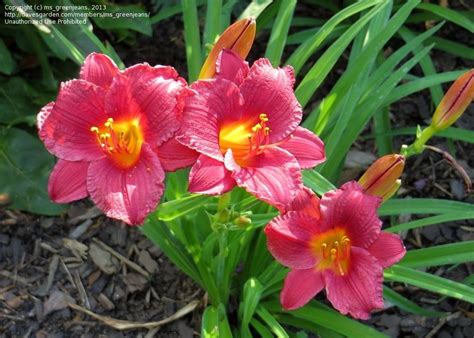 Honorable mention 1974, annie t. PlantFiles Pictures: Daylily 'Little Business ...