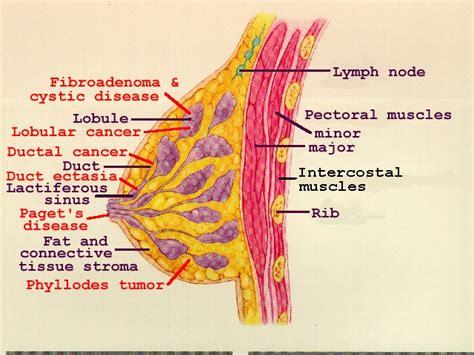 Muscles in chest area human chest muscles pectoral muscles area. Breast Anatomy
