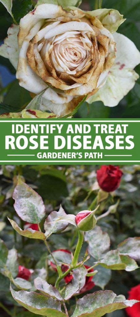 How To Identify And Treat Common Rose Diseases Gardeners Path In