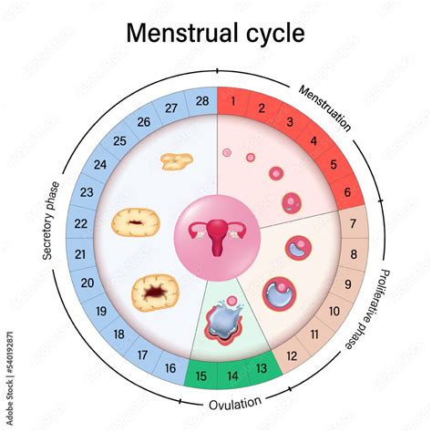 menstrual cycle chart vector menstrual proliferative ovulation and secretory phases