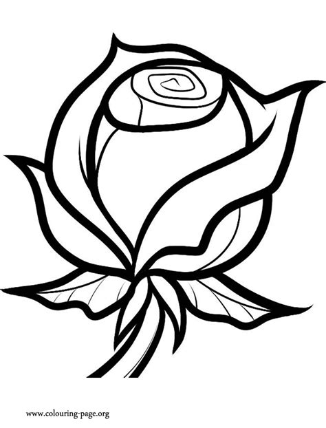 Rose: Ausmalbilder & Malvorlagen - 100% KOSTENLOS