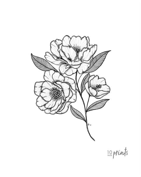 Camellia Ink Illustration Alabama State Flower Drawing Digital