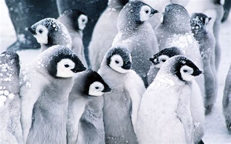 Snow Birds Penguins Wallpaper 1920x1200 21398