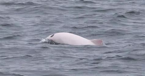 Incredibly Rare White Harbour Porpoise Spotted Off The Coast Of