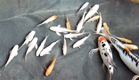 All About Koi Fish Life Baby Koi Fish For Sale Near Me