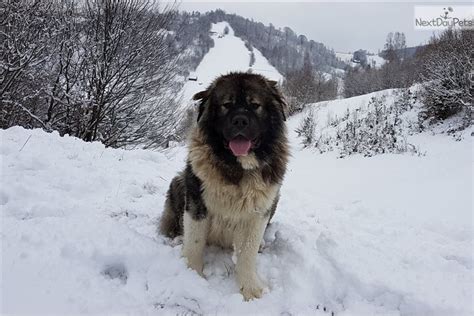 Caucasian Mountain Dog Puppy For Sale Near Romania 83aabe71 1391