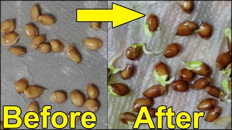 How To Germinate Grapefruit Seeds Germinate Seeds Youtube