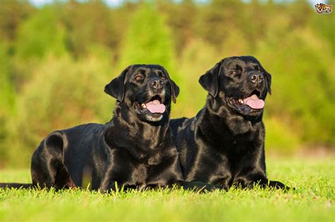 If a neutered dog is exercised and fed wisely, he will remain slim and be a perfect picture of health. Can two un-neutered male dogs live happily together ...