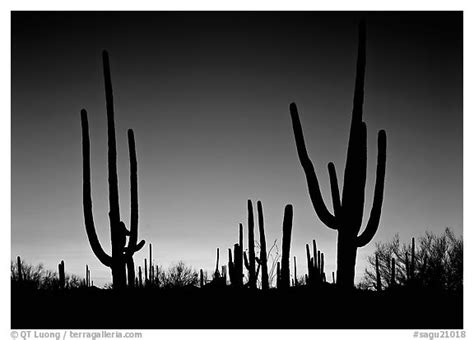 Large Format Picturephoto Saguaro Cactus Silhouettes At Sunset