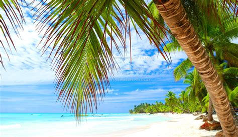 Tropical Beach Sea Palms Ocean Waves Tree