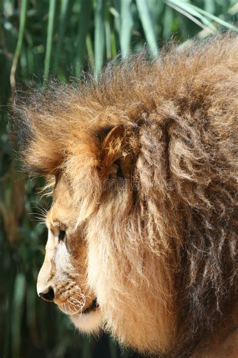 160 Male Lion Head Free Stock Photos Stockfreeimages