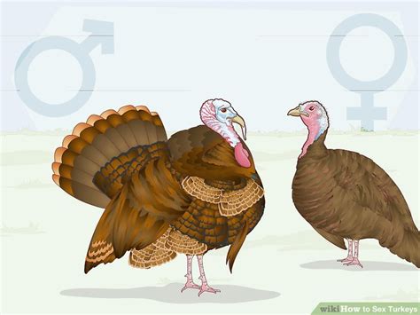 3 Ways To Sex Turkeys Wikihow