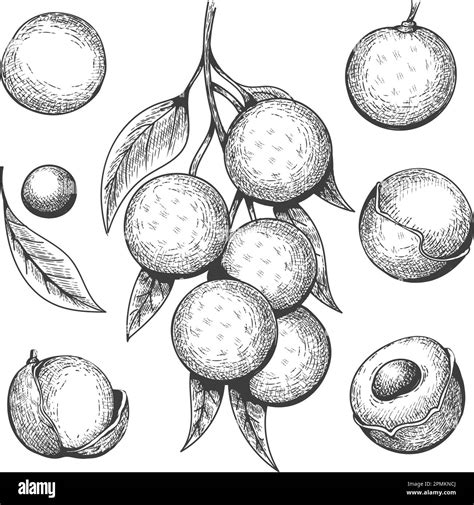 Longan Engraving Longans Bunch Peelled And Half Fruits Seed Sketch