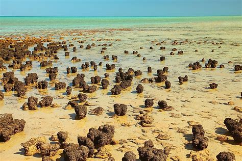 Shark Bay A Unesco World Heritage Site In Australia Worldatlas