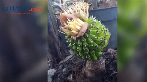Pada zaman dahulu daun bandotan telah banyak digunakan daun bandotan adalah obat tradisional yang dipercaya bisa menghilangkan rasa sakit yang disebabkan oleh penyakit maag. VIDEO PISANG AJAIB Berbuah Tanpa Batang dan Daun hingga ...