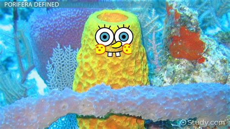 Phylum Porifera Characteristics Habitat And Examples Video And Lesson