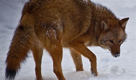 Wolves Wolf Facts Cougars Cougar Facts Coyotes Coyote Facts