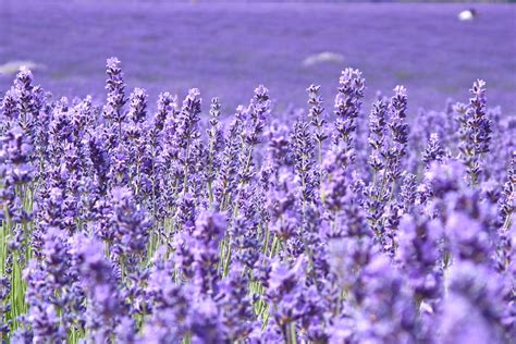 Lavandula Many Closeup Violet Flowers Wallpapers Hd Desktop And