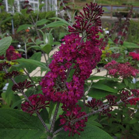 Buddleia Davidii Miss Ruby