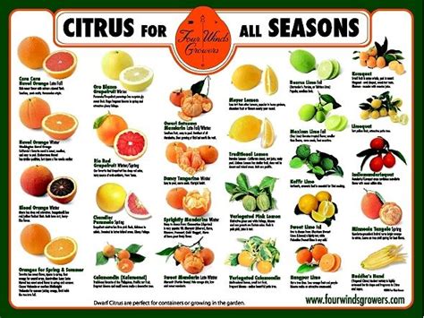 Dwarf Citrus Trees Meyer Lemon Kieffer Lime Oranges Order Online