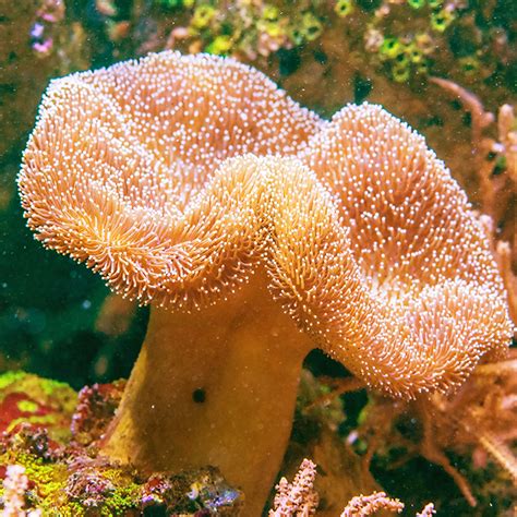 Saltwater Coral For Beginners 20 Of The Best Corals To Grow