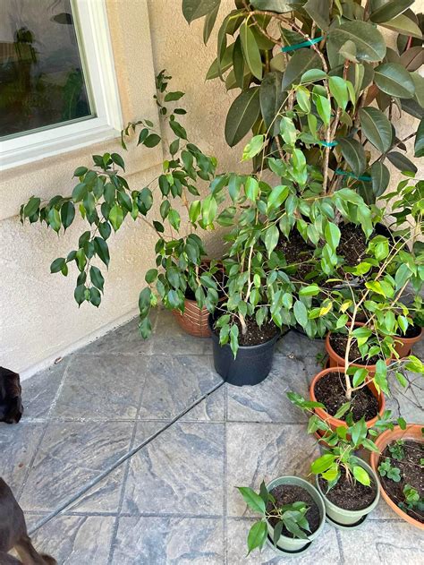 Ficus Benjamina Plants for sale in San Francisco, California | Facebook