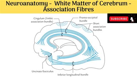 White Matter Of Cerebrum Types Association Fibres And Their Types