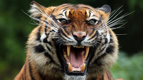 1920x1080 Tiger Teeths Laptop Full Hd 1080p Hd 4k Wallpapers Images