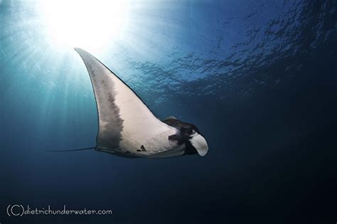 Tips To Capture Vibrant Manta Ray Photos Underwater Photography Guide