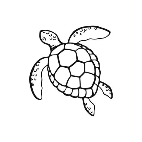 180 Sea Turtle Outline Drawings Stock Illustrations Royalty Free