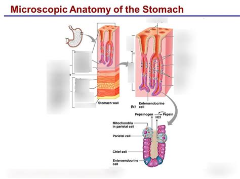 Microscopic Anatomy Of The Stomach Diagram Quizlet