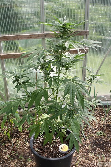 We did not find results for: Joe´s AutoBomb Greenhouse grow - Page 2 - Autoflowering ...