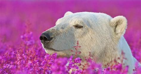 Polar Bear Looks Pretty In Pink While He Stops To Smell A Field Of