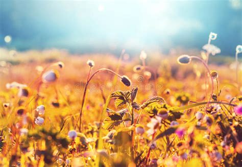 Flowers Meadow Stock Photo Image Of Hill Bright Grass 66707282