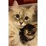 Hypoallergenic Siberian Cat With Kitten  Croshka Siberians