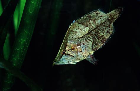 South American Leaffish Species Profile