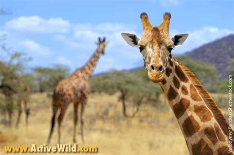 Click image for more information. African Animals List, With Pictures, Facts, Information & Worksheet