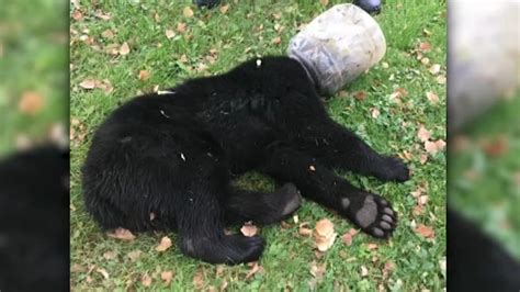 Bear Cub Returns To Woods After Getting Head Stuck In A Plastic Jar