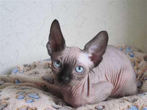 Pin By Jacqueline Craddock On Sphynx And Peterbald Cats Cats And