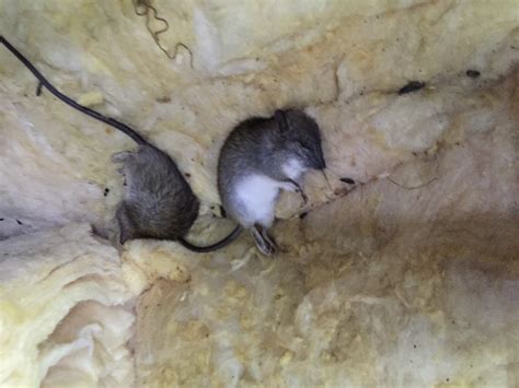 Dead Rat Removal Melbourne | Pest Control Empire
