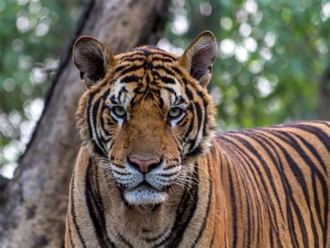 Tygrys Bengalski Charakterystyka Zachowanie I Siedlisko Zwierz Ta