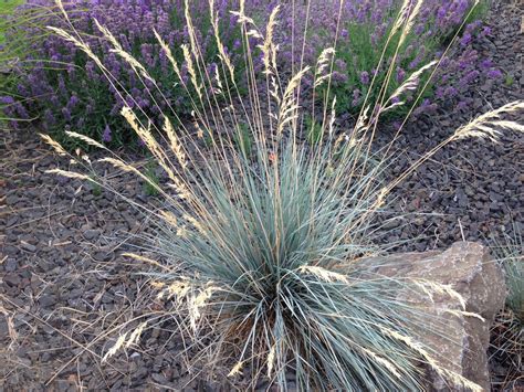 Ornamental Grasses Update Your Curb Appeal Ornamental Grasses