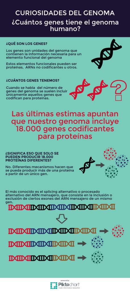 infografía genes genotipia