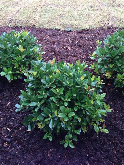 Check spelling or type a new query. Indian Hawthorn (rhaphiolepis species): This evergreen ...