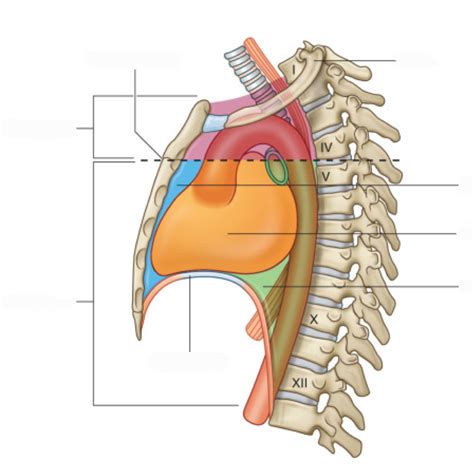 Heart And Superior Mediastinum Diagram Quizlet